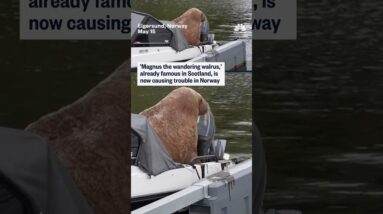'Magnus the wandering walrus,' already famous in Scotland, is now causing trouble in Norway