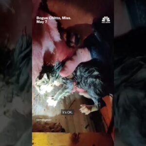 Kitten rescued after Mississippi tornado