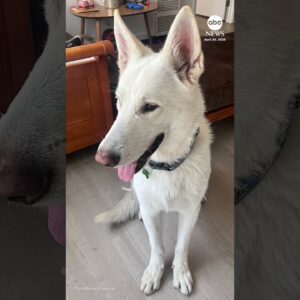 Last dog sheltered because of Eaton Fire finally adopted