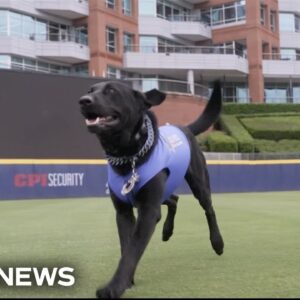 Meet the official bat dog for the Durham Bulls baseball team