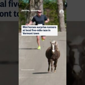 Mini horses surprise runners at local five-mile race in Vermont town