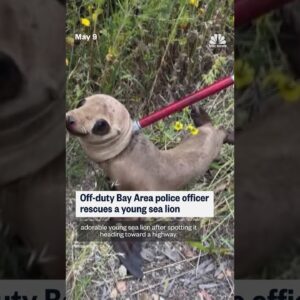Off-duty Bay Area police officer rescues a young sea lion