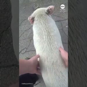 Ohio police officers reunite missing pig Hamlet with his owner