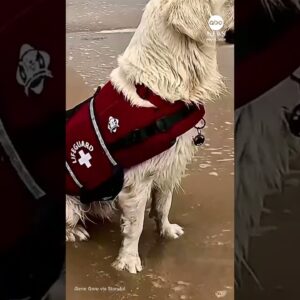 POV: A golden retriever named Astro is saving you from drowning