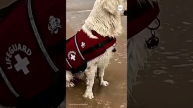 POV: A golden retriever named Astro is saving you from drowning