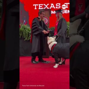Service dog receives 'diploma' alongside owner at college graduation
