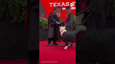 Service dog receives 'diploma' alongside owner at college graduation