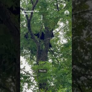Sleeping bear lured from tree with donuts and peanut butter