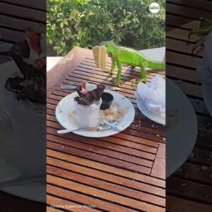 Sneaky iguana steals waffle from hotel guests