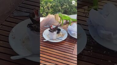 Sneaky iguana steals waffle from hotel guests