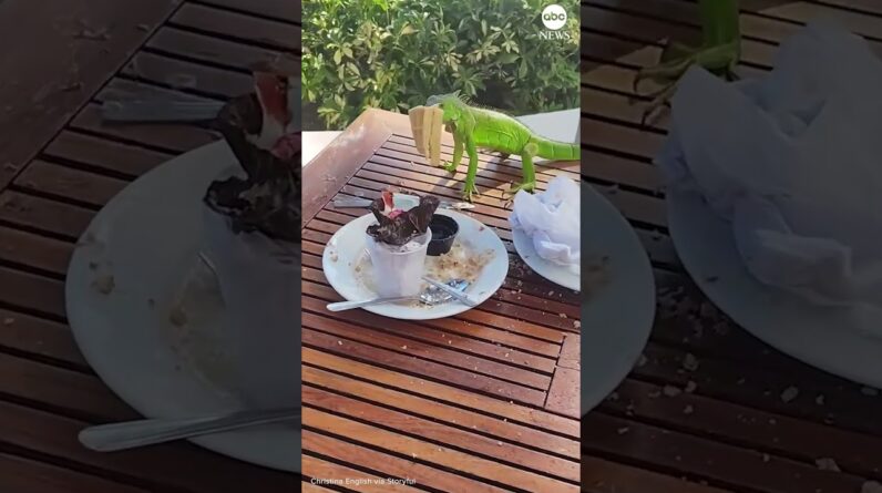 Sneaky iguana steals waffle from hotel guests