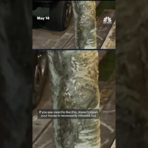 Termites swarm parts of New Orleans after intense rainfall
