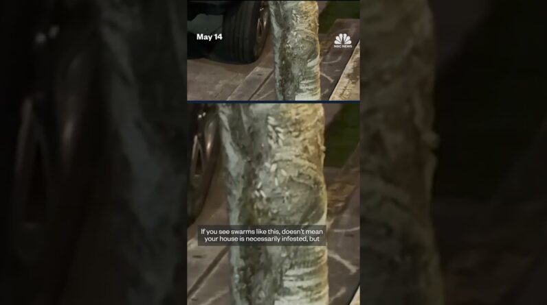 Termites swarm parts of New Orleans after intense rainfall