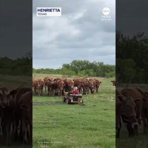 Texas toddler helps herd cattle in little toy truck