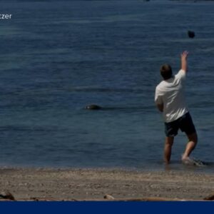 Tourist arrested after throwing rock at endangered Hawaiian Monk Seal