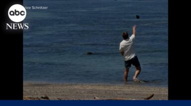 Tourist arrested after throwing rock at endangered Hawaiian Monk Seal