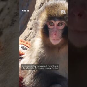 Two arrested after breaking into Punch the monkey's enclosure in Japan
