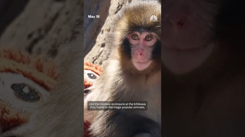 Two arrested after breaking into Punch the monkey's enclosure in Japan