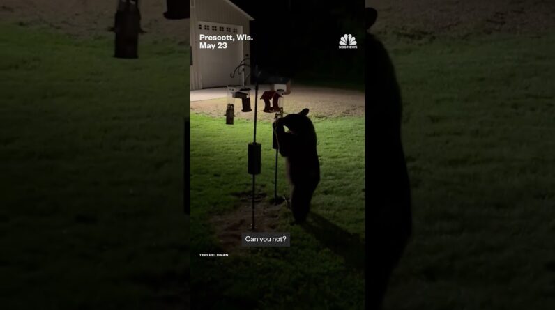 Woman catches bear eating from her bird feeder