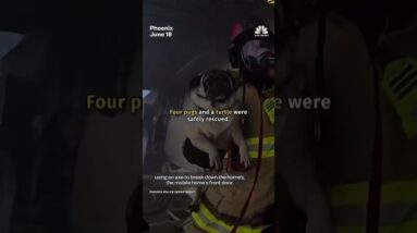 First responders rescue multiple pets from a fire in an Arizona mobile home
