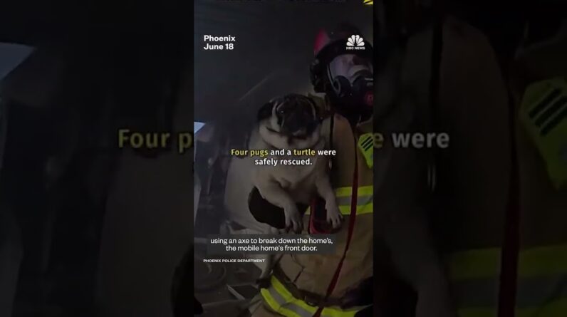 First responders rescue multiple pets from a fire in an Arizona mobile home