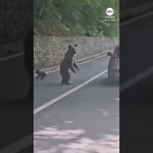 Bear attack caught on camera in Romania