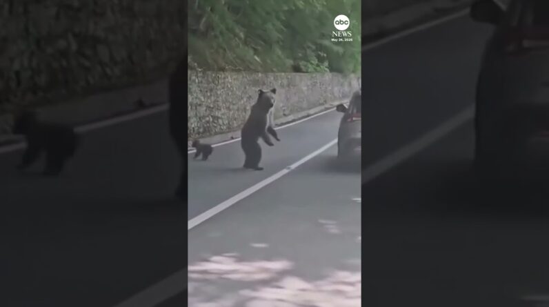 Bear attack caught on camera in Romania