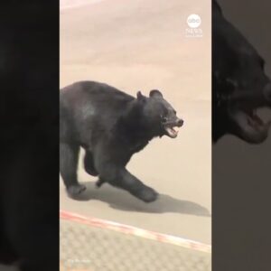 Bear attack in Japan injures four people
