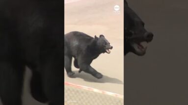 Bear attack in Japan injures four people