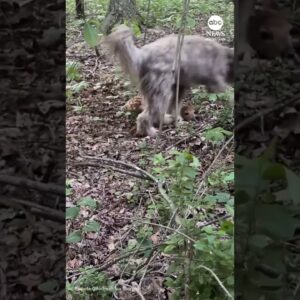 Dog completely fooled by baby deer’s camouflage