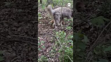 Dog completely fooled by baby deer’s camouflage