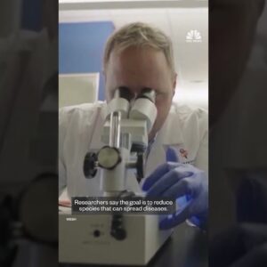 Google plans mosquito releases to reduce disease