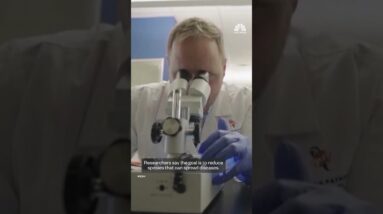 Google plans mosquito releases to reduce disease