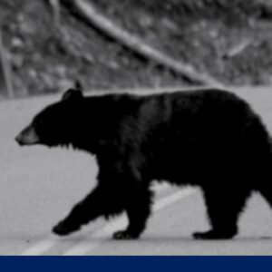 Hiker survives grizzly bear attack: 'I thought...this is it'