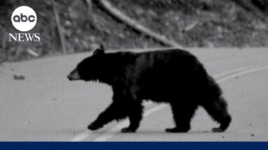 Hiker survives grizzly bear attack: 'I thought...this is it'