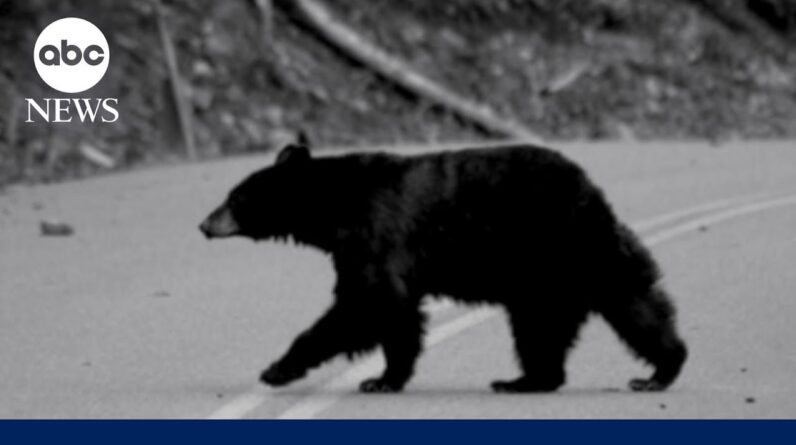 Hiker survives grizzly bear attack: 'I thought...this is it'