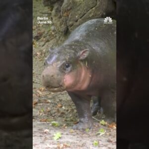 Rare baby hippo makes appearance at Berlin Zoo