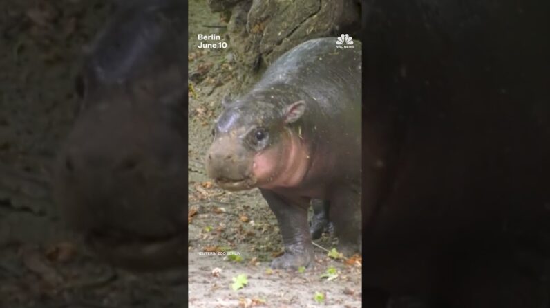 Rare baby hippo makes appearance at Berlin Zoo