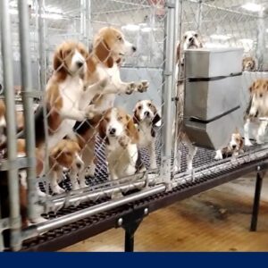Inside the decade-long fight to free thousands of dogs from testing site