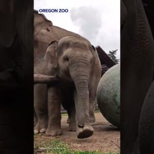 Baby elephant has a 'ball' playing with new toy at Oregon Zoo