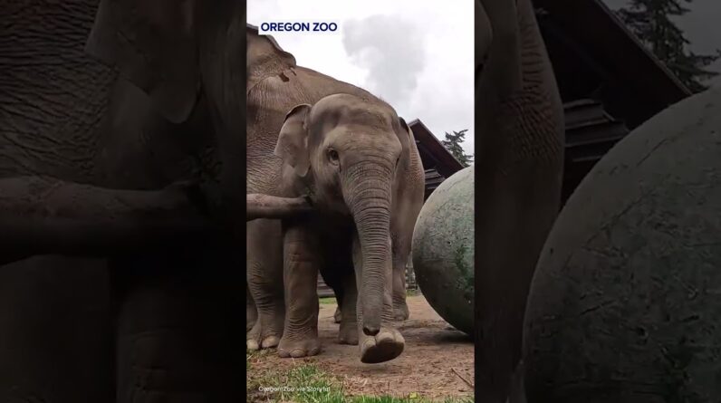 Baby elephant has a 'ball' playing with new toy at Oregon Zoo