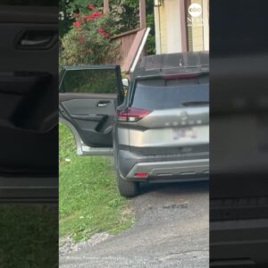 Bear breaks into unlocked car in Tennessee