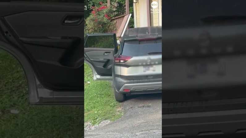 Bear breaks into unlocked car in Tennessee