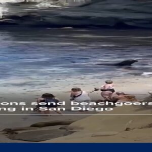 Sea lions send beachgoers running in San Diego