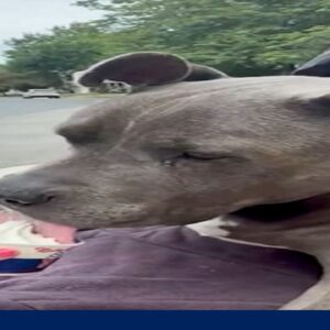 Senior dog takes extra steps for ice cream