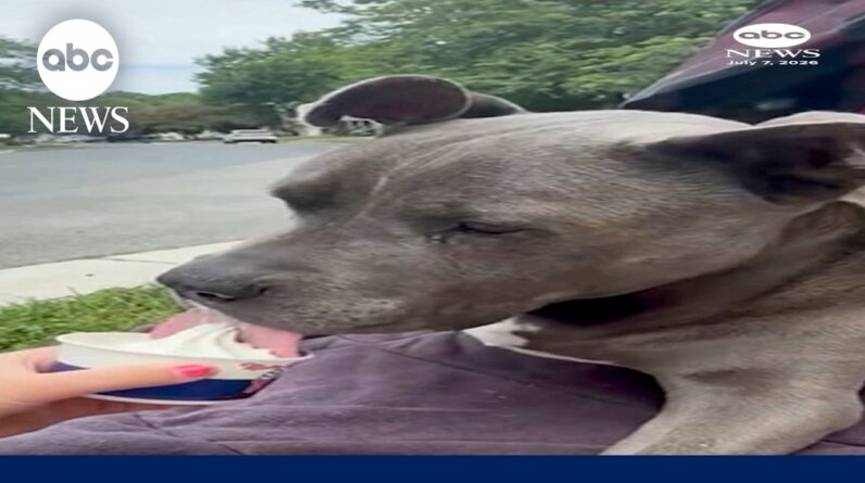 Senior dog takes extra steps for ice cream