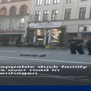 Unflappable duck family take over road in Copenhagen