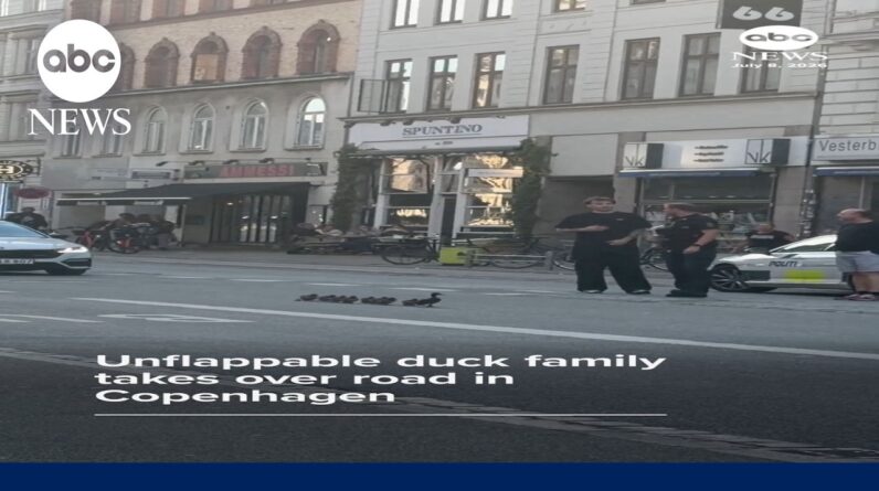 Unflappable duck family take over road in Copenhagen